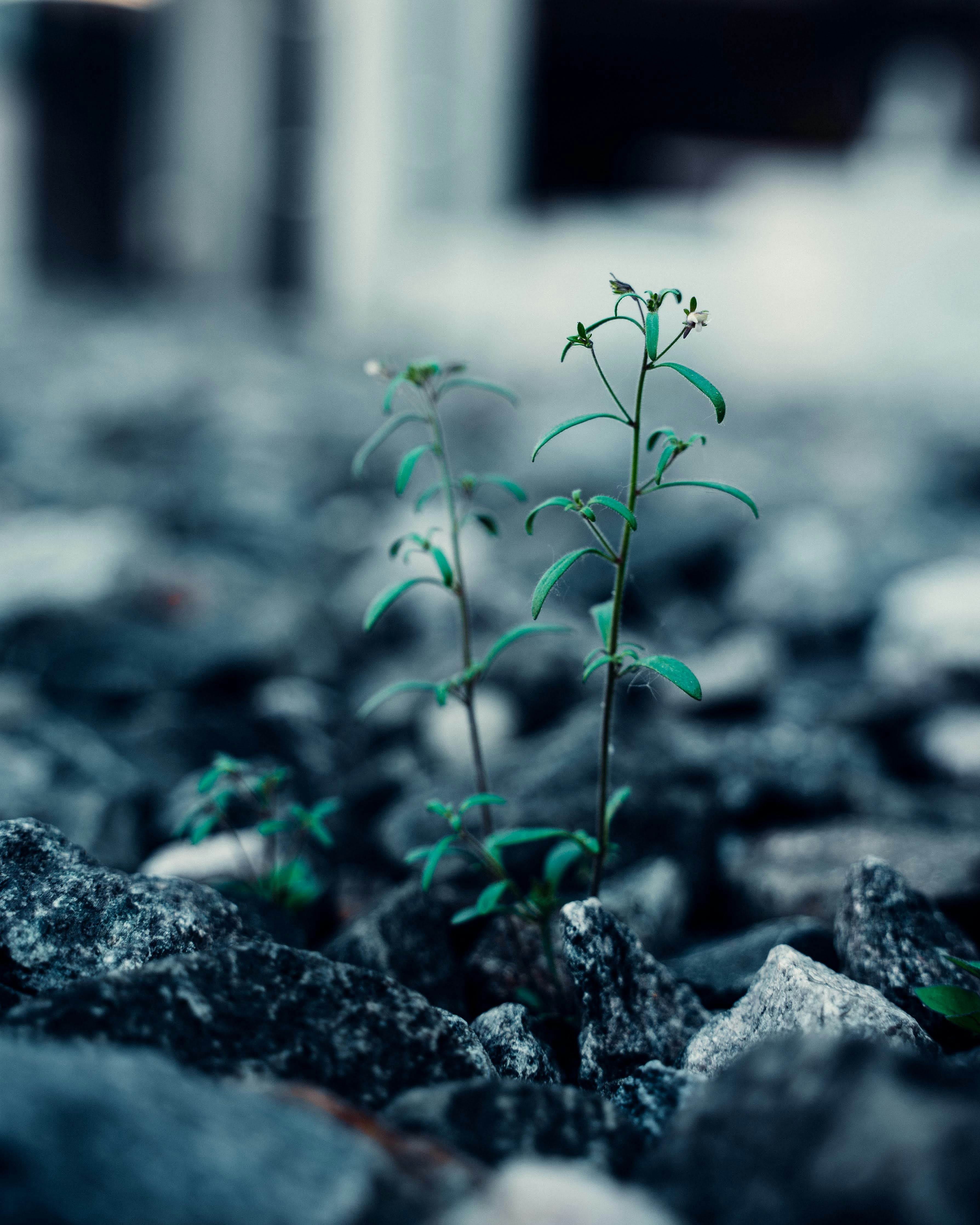 Growth Opportunities